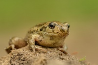 Blatnice skvrnita - Pelobates fuscus - Common Spadefoot 6089